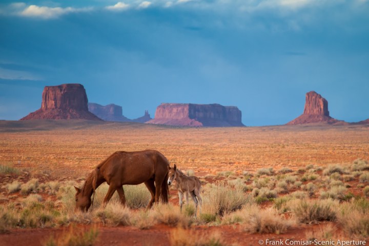 a brown horse grazing on a dry grass field